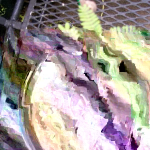 Mimosa Tree Seeds - 50 Count Pack - Outdoor Flowering Albizia julibrissin - Image 2