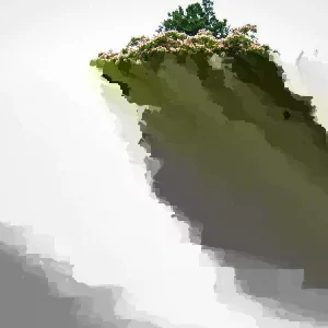 Mimosa Tree Seeds - 50 Count Pack - Outdoor Flowering Albizia julibrissin - Image 8