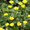 Aurea Potentilla Perennial Seeds – 1000 Yellow Flowering Groundcover Seeds - Image 1