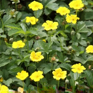 Aurea Potentilla Perennial Seeds – 1000 Yellow Flowering Groundcover Seeds - Image 1