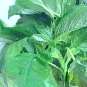 Amaranth Green Leaf Seeds - Amaranthus Edible Plant - 50+ Seeds - Outdoor Annual - Image 1