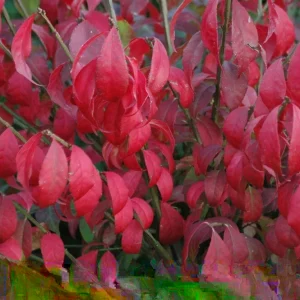 Burning Bush Live Bare Root Seedling Plant 4-8 Inches - Deciduous, Outdoor - Image 1