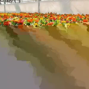 Zinnia Short Stuff Mix Seeds - 100 Dwarf Zinnia Elegans Flower Seeds for Outdoor Gardens - Image 2