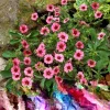 Potentilla Miss Willmott Seeds - 100 Perennial Flowering Groundcover Seeds, Pink/Red, Outdoor - Image 1