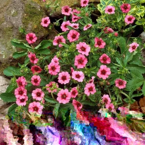 Potentilla Miss Willmott Seeds - 100 Perennial Flowering Groundcover Seeds, Pink/Red, Outdoor - Image 1