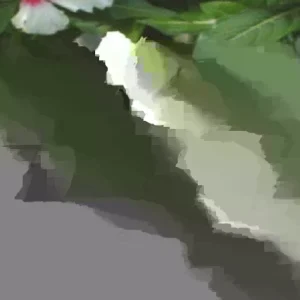 Vinca Sunsplash White with Eye Seeds - 1000 Count - Annual Flowering Periwinkle - Image 1