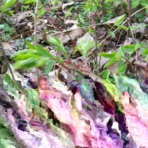 Burning Bush (Euonymus alatus) Live Bare Root Plant - 12+ Inches Tall - Set of 2 Outdoor Shrubs - Image 2