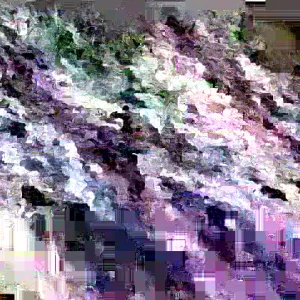 Washington Hawthorn Tree Live Plant 18-24 Inches Tall, 2-3 Years Old, Outdoor - Image 2