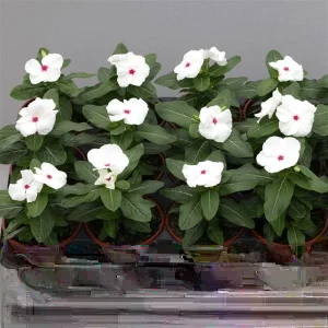 Vinca Hotlik Peppermint Seeds - 500 Count Annual Flower Seeds Outdoor - Image 1