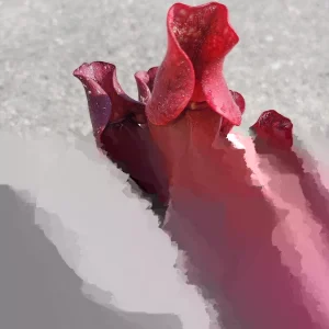 Sarracenia Purpurea Venosa Purple Pitcher Plant - Carnivorous Live Plant - 3.75 inch Pot - Image 2