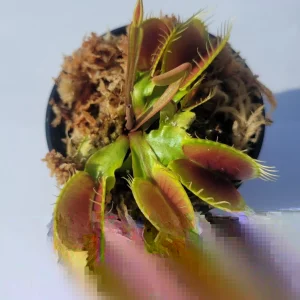 Large Big Mouth Venus Flytrap Live Plant - Carnivorous Plant in 3 inch Pot - Image 2