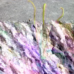 Cape Sundew Carnivorous Plant (Drosera Capensis) - Live Plant 3 inch Pot Indoor/Outdoor - Image 1