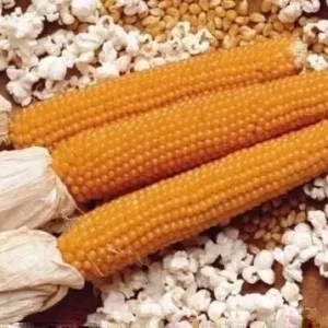 100+ Organic Yellow Lady Fingers Popcorn Seeds - NON-GMO Garden Seeds - Image 2