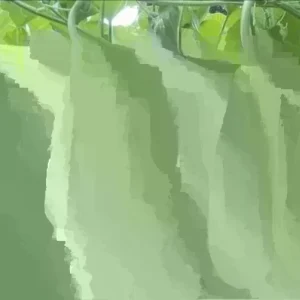 20 Organic Long Bottle Gourd Seeds - Asian Opo Squash Calabash Dudi - Image 2