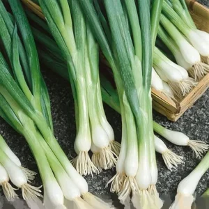 600+ Organic White Lisbon Bunching Onion Seeds, Scallions, NON-GMO, new Season - Image 2