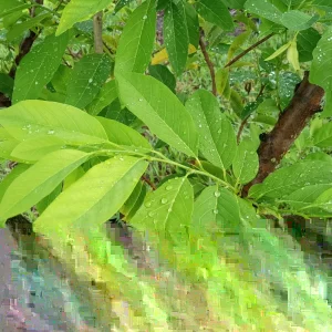 100+ Organic Sugar Apple Leaves - Fresh Custard Apple, Annona Squamosa Leaves, Green, Evergreen - Image 2