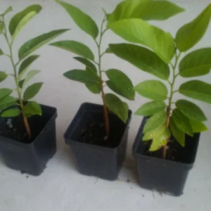 Sugar Apple Live Plant Seedling - Annona Squamosa Custard Fruit Tree - Image 2