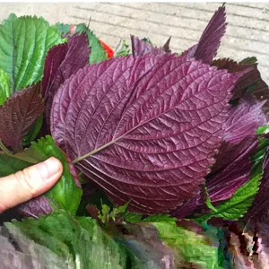 Shiso Perilla Live Plant - 3 Pack Green & Purple Beefsteak - 6-12 inch Starter - Outdoor - Image 3