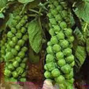 500+ Organic Catskill Brussels Sprouts Seeds - Non-GMO Vegetable Seeds for Garden - Image 2