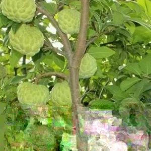 20 Organic Sugar Apple Seeds - Annona Squamosa Tropical Fruit Plant Seeds for Outdoor - Image 1