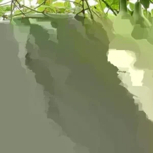 10 Martin Birdhouse Gourd Seeds - Heirloom Organic Non-GMO Vegetable Seeds - Image 2