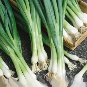 500+ Organic Green Onion Seeds - Tokyo Long White Bunching Scallion Shallot - Outdoor Vegetable Seeds - Image 3