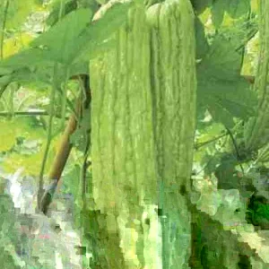 20 Organic Green Skin Long Bitter Gourd Seeds - Khổ Qua Mỡ - Vegetable Seeds for Outdoor Gardening - Image 2