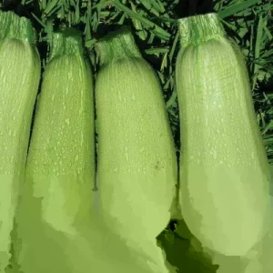 Grey Zucchini Seeds - Summer Squash Vegetable Seeds for Home Gardens - Organic, Non-GMO - Image 1