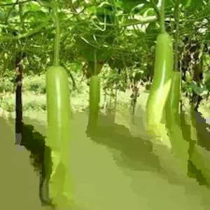 Snake Gourd Seeds - Lagenaria siceraria Bottle Gourd Seeds - 10-20 Seed Pack - Image 1