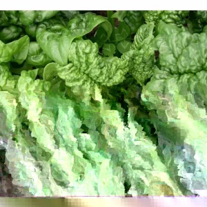 Bloomsdale Long Standing Spinach Seeds Organic Non-GMO Heirloom Vegetable - Image 2