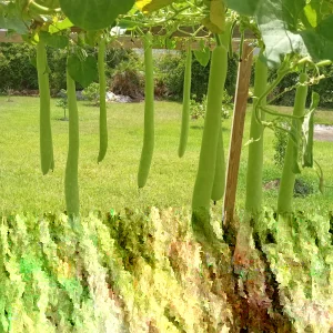 Snake Gourd Seeds - Organic Lagenaria siceraria (Bầu Dài) Vegetable Seeds - 10-20 Count - Image 2