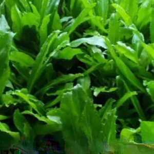 Culantro Seeds - Mexican Coriander (Eryngium foetidum) Herb Seeds for Indoor/Outdoor Planting - Image 2