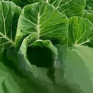 Collard Seeds - Georgia Southern, Morris Heading, Vates Mix - Vegetable Seeds - Image 1