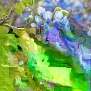 Wisteria Live Plant - White or Purple Flowering Vine - Up to 3FT Tall - Outdoor - Image 1