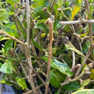 Sabara Jaboticaba Live Grafted Tree - 3 Gallon Pot - Exotic Fruit Plant - Image 5