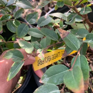 Sabara Jaboticaba Tree – Live Grafted Fruit Plant – 3 Gallon Pot – Indoor/Outdoor - Image 2