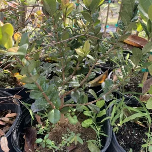 Sabara Jaboticaba Tree – Live Grafted Fruit Plant – 3 Gallon Pot – Indoor/Outdoor - Image 4