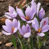 Saffron Autumn Crocus (Crocus sativus) Seeds - 50 Count for Fall Planting - Image 1