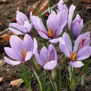 Saffron Autumn Crocus (Crocus sativus) Seeds - 50 Count for Fall Planting - Image 1