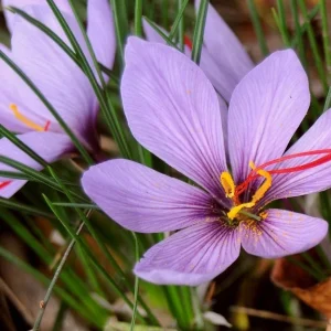 Saffron Crocus Bulbs – 9/10cm Large Bulbs for DIY Spice – Fall Blooms - Image 2