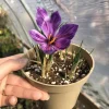 Saffron Crocus Sativus Bulbs – 10 Large 9/10cm Bulbs for Fall Blooms - Image 1