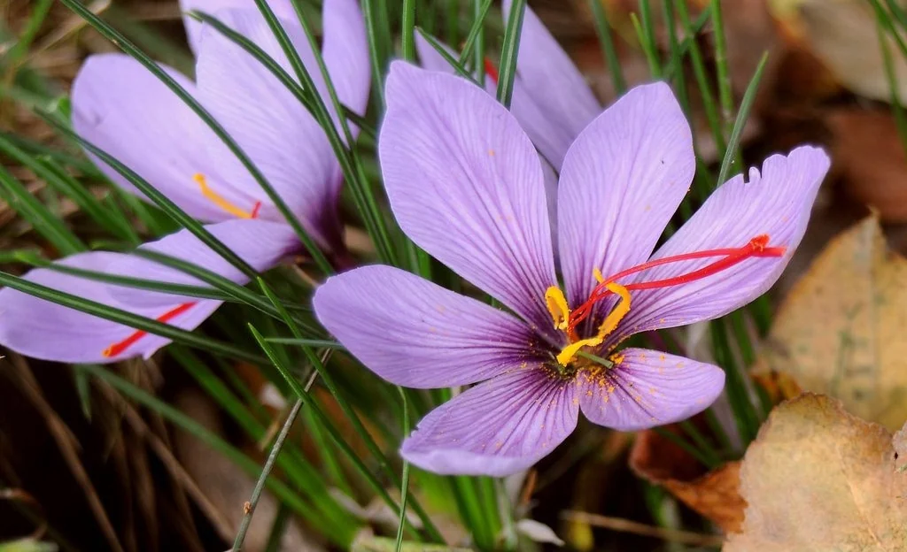 Saffron Crocus Sativus Bulbs – 10 Large 9/10cm Bulbs for Fall Blooms - Image 2