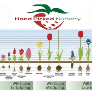 Saffron Crocus Sativus Bulbs – Large 9/10cm – Fall Blooming Spice – 20 Count - Image 4