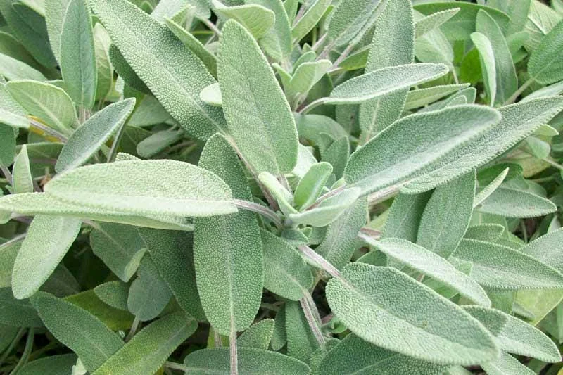 Sage Seeds (Salvia) - Aromatic Herb Garden Seeds - 20 Count Packet - Image 1