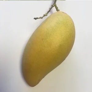 Sai Tong Mango Tree - Grafted Live Plant, 1 ft Tall, in 6 inch Pot - Image 1