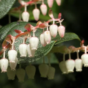Salal Live Plant - Gaultheria shallon - Ground Cover, Edible Berries, Erosion Control - Image 2