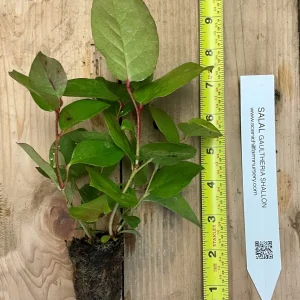 Salal Live Plant - Gaultheria shallon - Ground Cover, Edible Berries, Erosion Control - Image 3