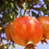 Salavatski Russian Pomegranate Tree Starter Plant - Cold Hardy Punica granatum - Image 1