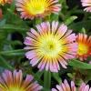 Salmony Pink Ice Plant - Delosperma Perennial Live Plant - Quart Pot - Image 1