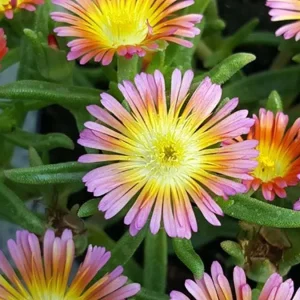 Salmony Pink Ice Plant - Delosperma Perennial Live Plant - Quart Pot - Image 1